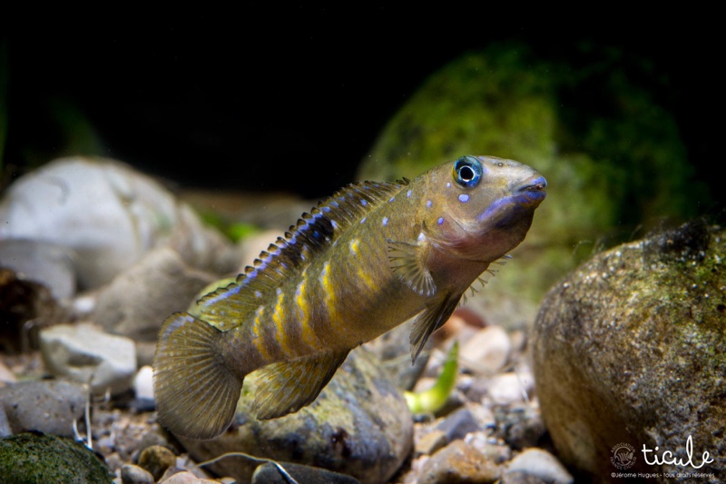 Spathodus cf. erythrodon 'Kekese'